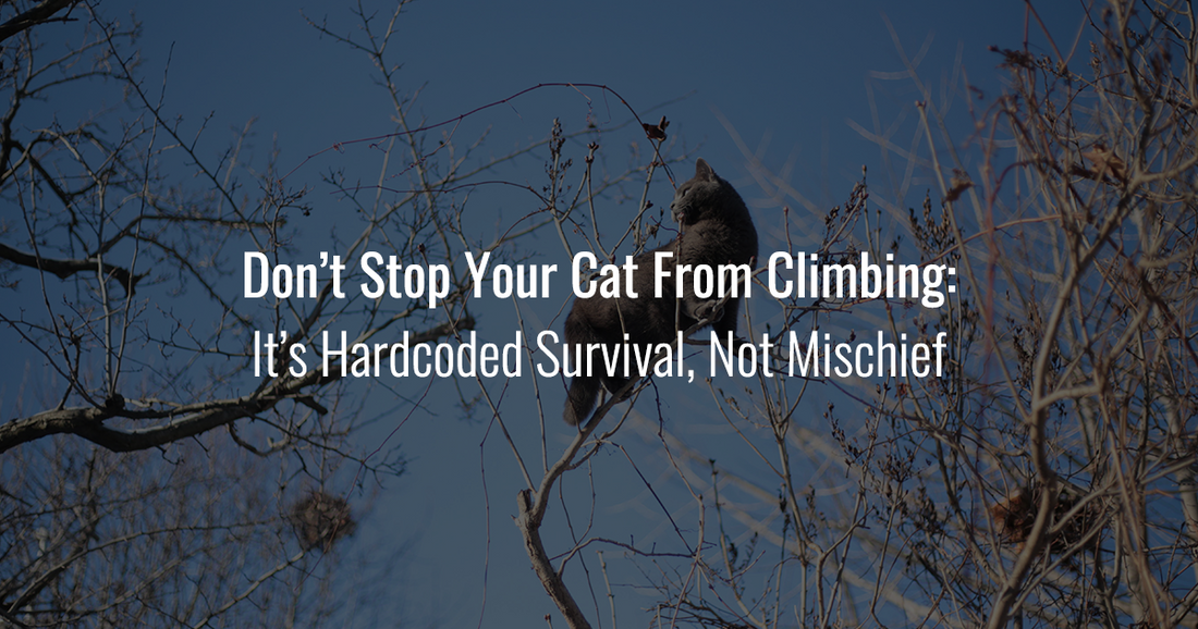 A dark grey cat perched high up on bare tree branches outdoors under a clear blue sky, illustrating feline climbing behavior.