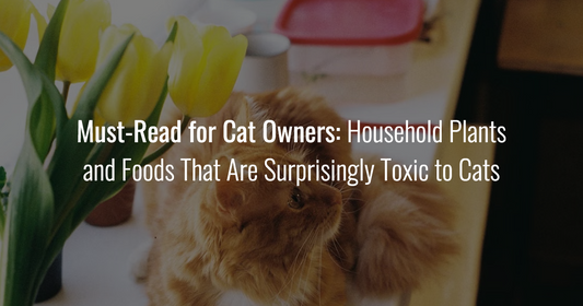 An orange longhaired cat sitting on a kitchen counter next to a vase of yellow tulips, overlaid with the text: "Must-Read for Cat Owners: Household Plants and Foods That Are Surprisingly Toxic to Cats."