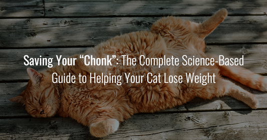 Saving Your “Chonk”: The Complete Science-Based Guide to Helping Your Cat Lose Weight