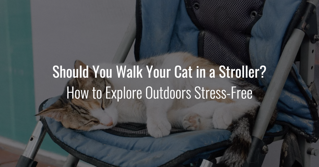 A tabby cat sleeping peacefully inside a blue pet stroller with text reading "Should You Walk Your Cat in a Stroller? How to Explore Outdoors Stress-Free."