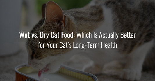 A cat eating wet food with the title text: Wet vs. Dry Cat Food: Which Is Actually Better for Your Cat’s Long-Term Health