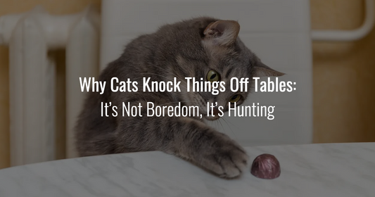A close-up of a tabby cat reaching its paw toward a small object on a white marble table, overlaid with the text: "Why Cats Knock Things Off Tables: It’s Not Boredom, It’s Hunting."