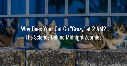 Three cats sitting outdoors at night with text overlay: Why Does Your Cat Go "Crazy" at 2 AM? The Science Behind Midnight Zoomies.