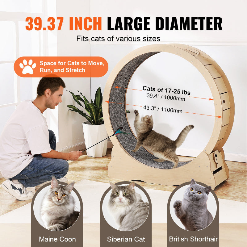 Infographic showing a 39.37 inch inner diameter wooden cat exercise wheel suitable for cats weighing 17 to 25 lbs, featuring a man playing with a cat inside the wheel and examples of large cat breeds like Maine Coon, Siberian Cat, and British Shorthair