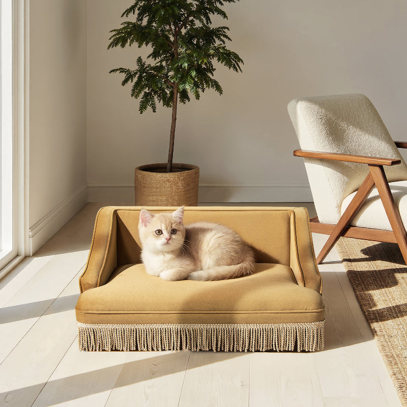 A cream British Shorthair kitten resting on a retro mustard yellow velvet cat sofa bed decorated with tassel fringe details in a sunlit room.